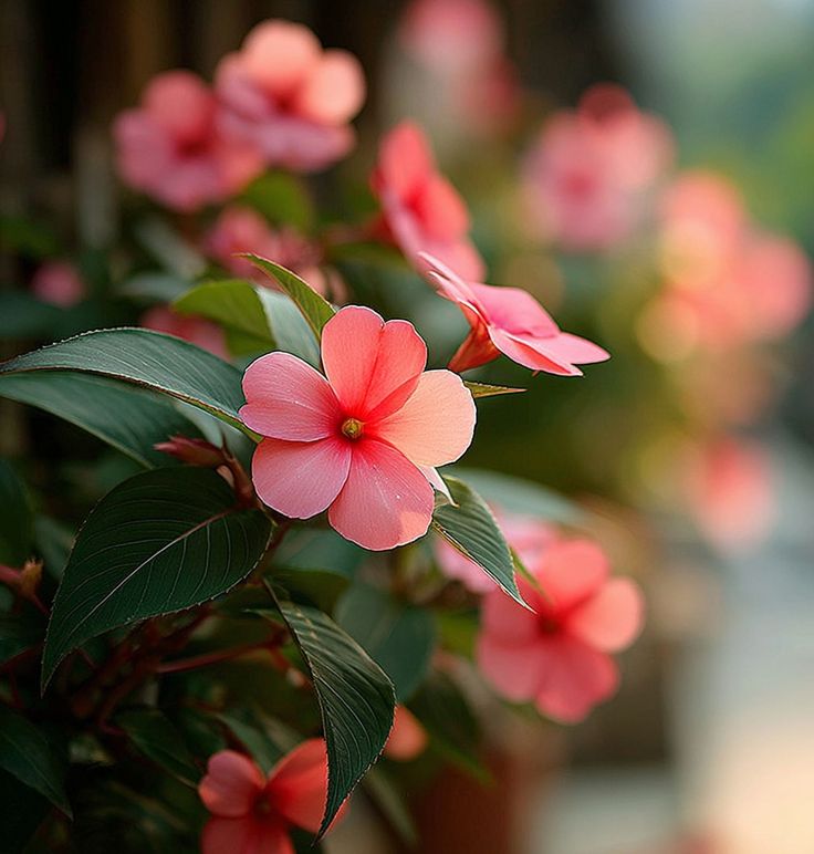 Flores delicadas em tom rosa, usadas como imagem da seção de Florais de Bach