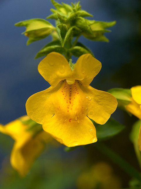 Flores silvestres representando a essência Mimulus